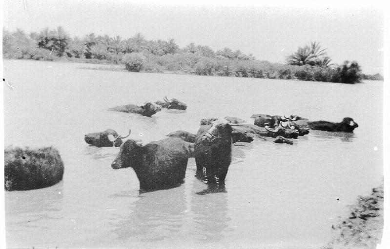 Buffalo