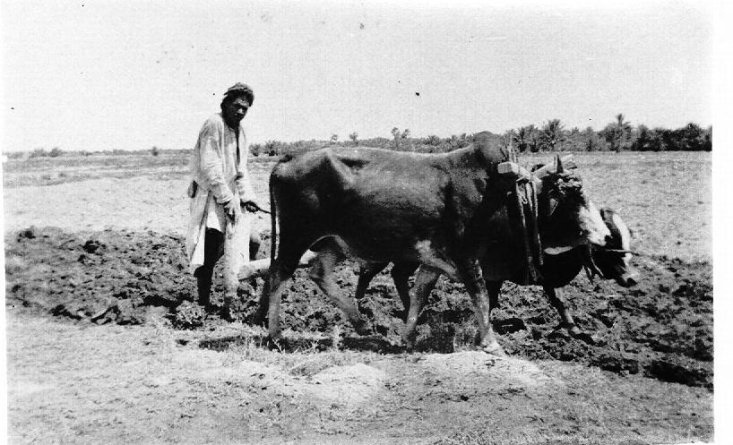 Ploughingd26